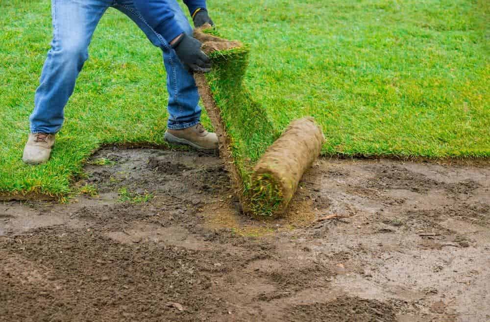 Sod Installation and Repair image